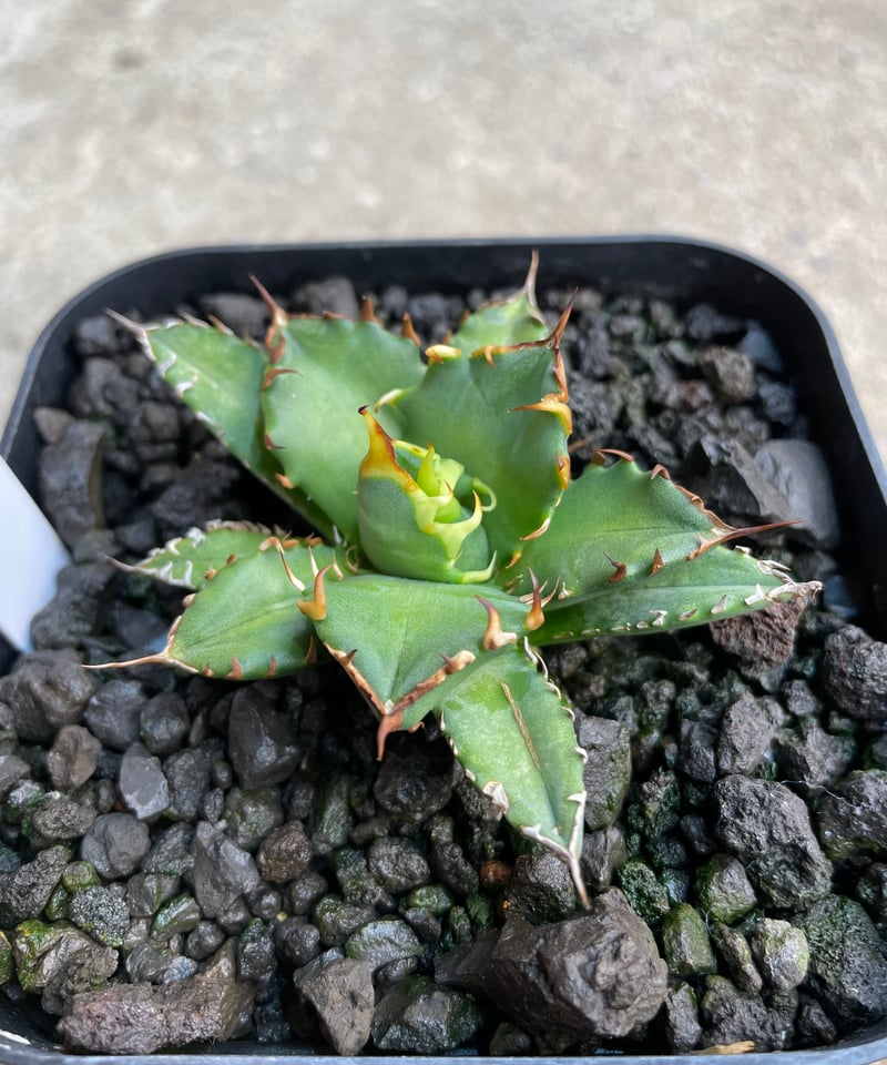 lize血統）姫厳龍 発根済 小株 | plants by frame