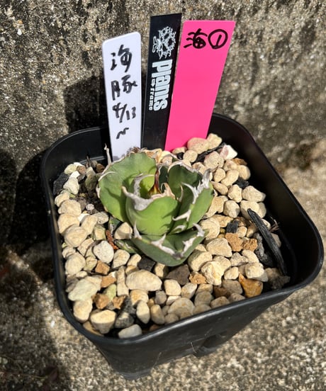 （TONY血統）海豚/イルカ　発根済　小株