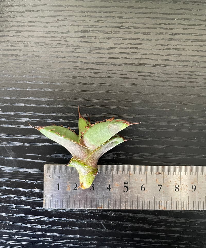 lize血統)牛魔王 直子 発根済子株 | plants by frame lize血統)牛魔王 直子 発根済子株 | plants by frame