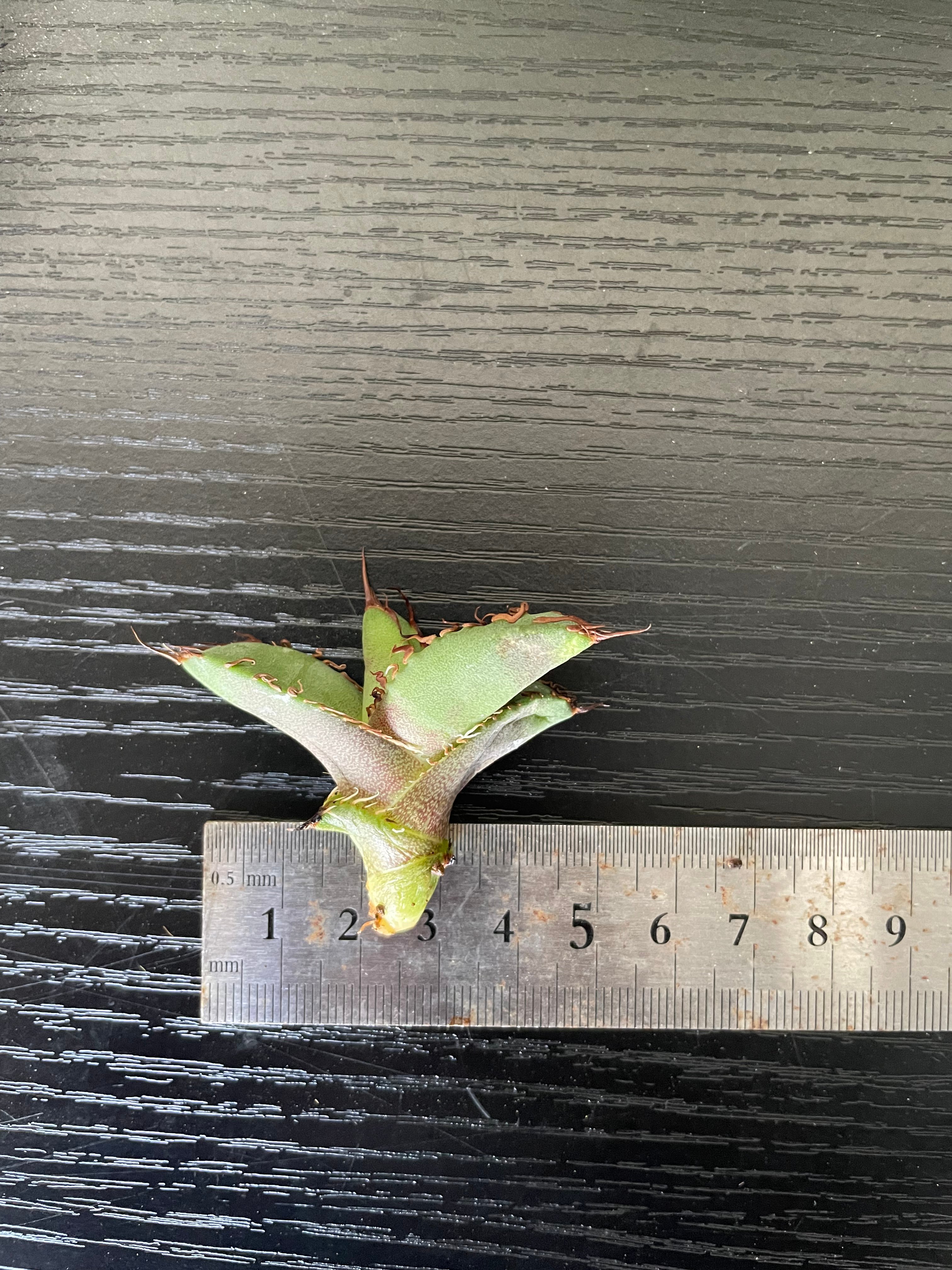 lize血統）牛魔王 直子 発根済子株 | plants by frame