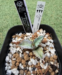 LIZE血統）皇冠 中株 | plants by frame