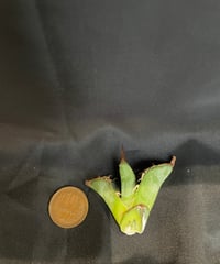 麻花龍　ベアルート子株　M1
