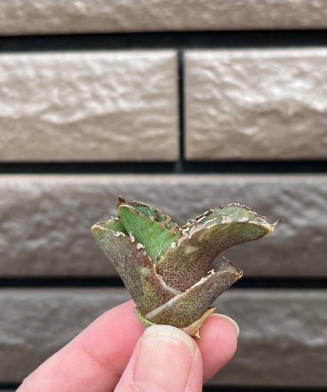 毒刺産　MS-ND 未発根