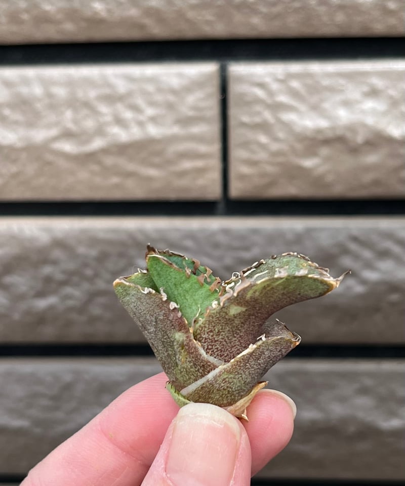 毒刺産 MS-ND 未発根 | plants by frame