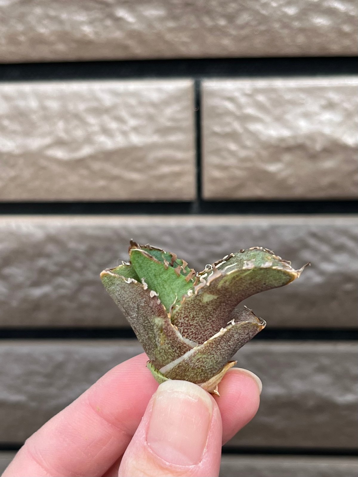 毒刺産 MS-ND 未発根 | plants by frame