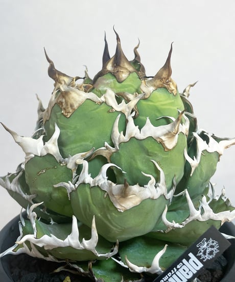 CATEGORY シーザー | plants by frame
