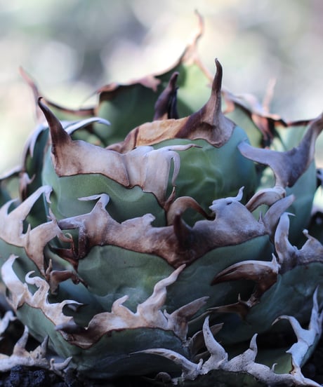 CATEGORY 厳選子株 | plants by frame