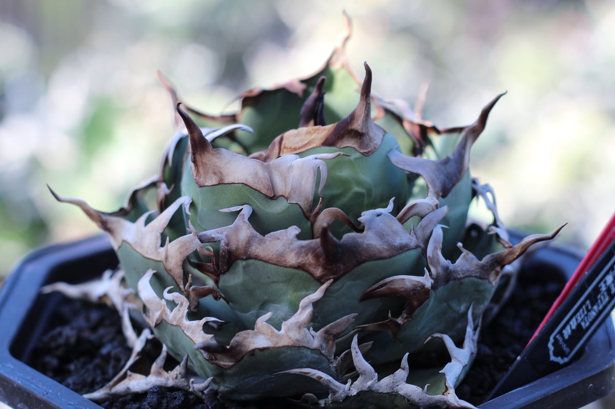 lize血統）牛魔王 直子 発根済子株 | plants by frame