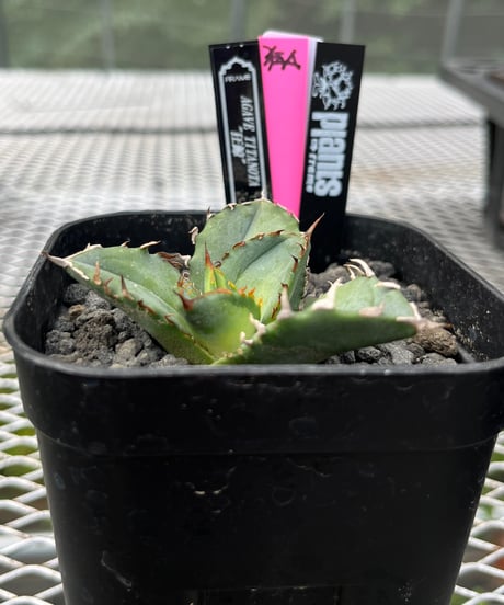狂鯨　発根済　子株（A）