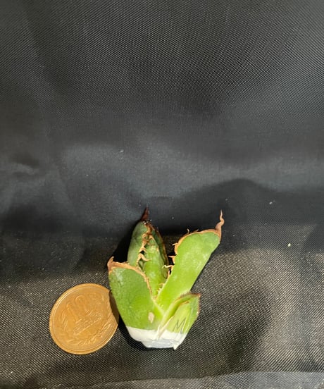 緑犀牛 天芽子株 大サイズ 台湾 LIZE 厳竜 台湾 LIZE 緑犀牛 大サイズ 厳竜 天芽子株