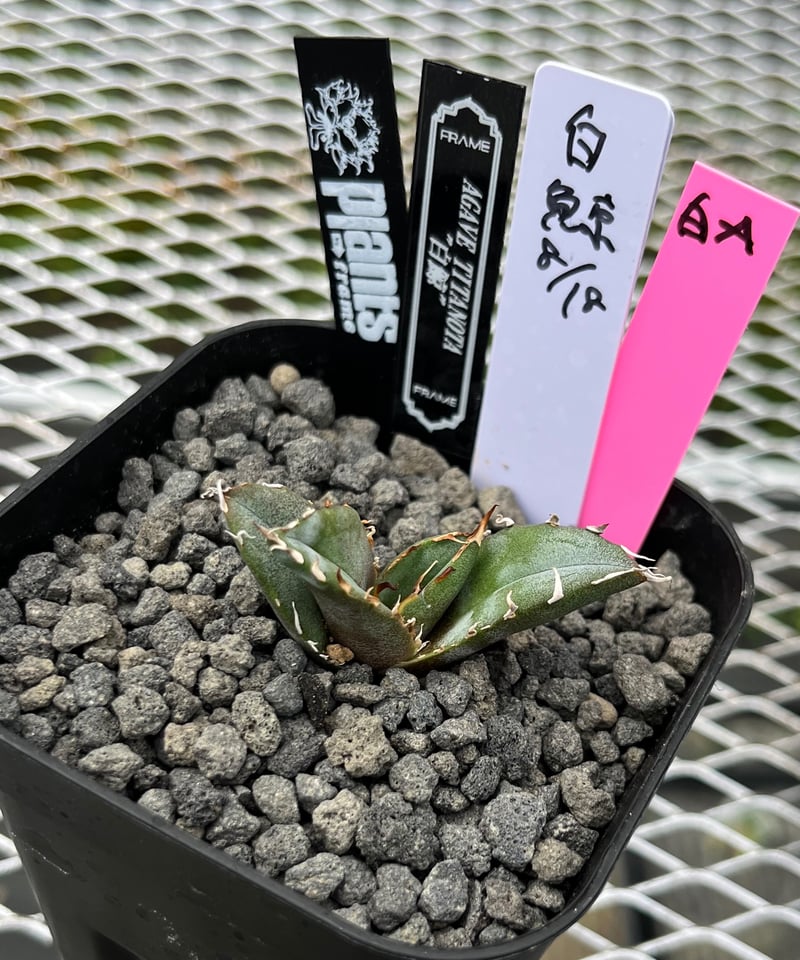 lize血統）白鯨 発根済 子株（A） | plants by frame