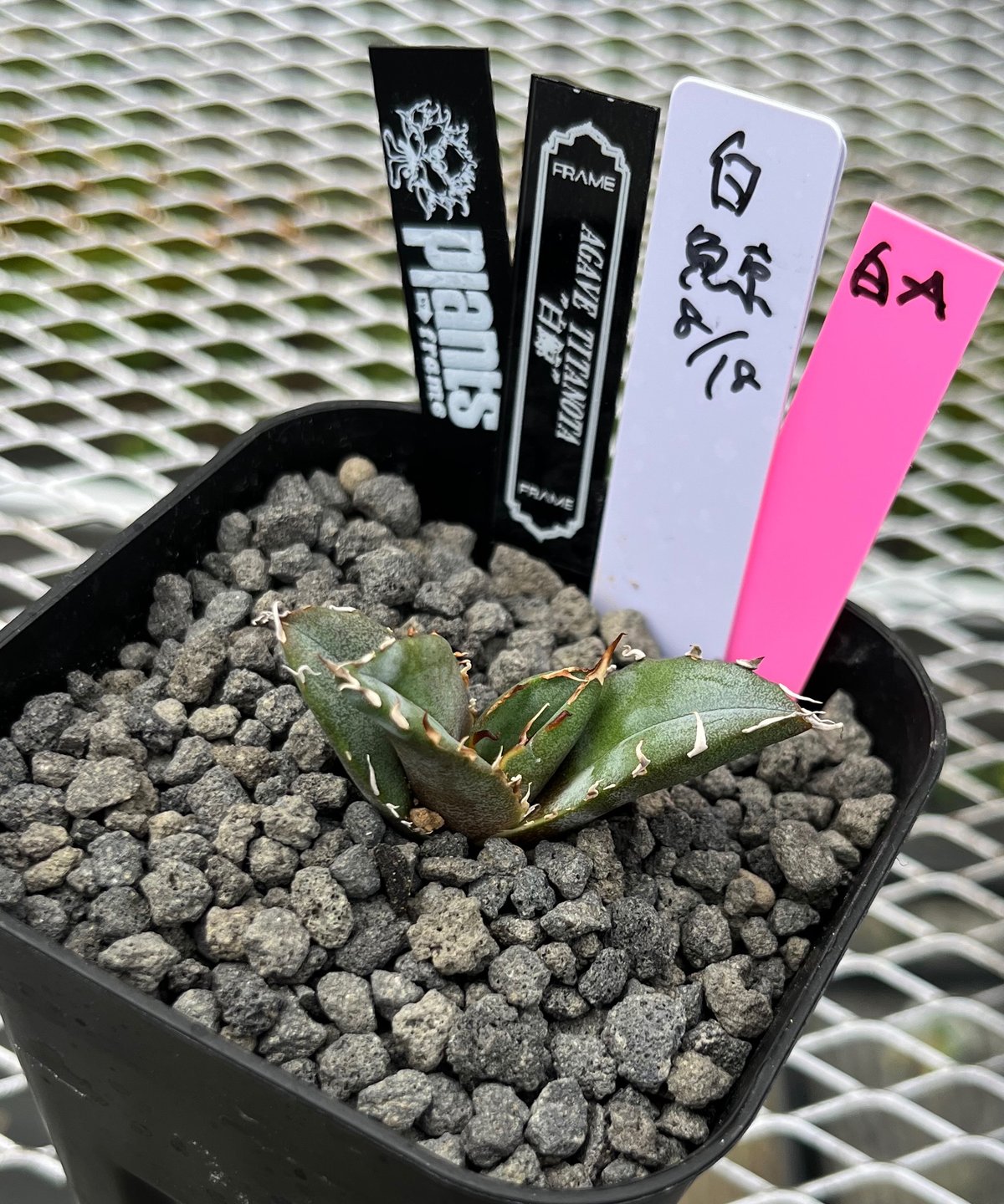 lize血統）白鯨 発根済 子株（A） | plants by frame