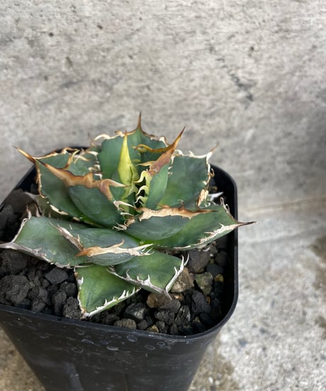 （TONY産）烈焰　発根済　小株大