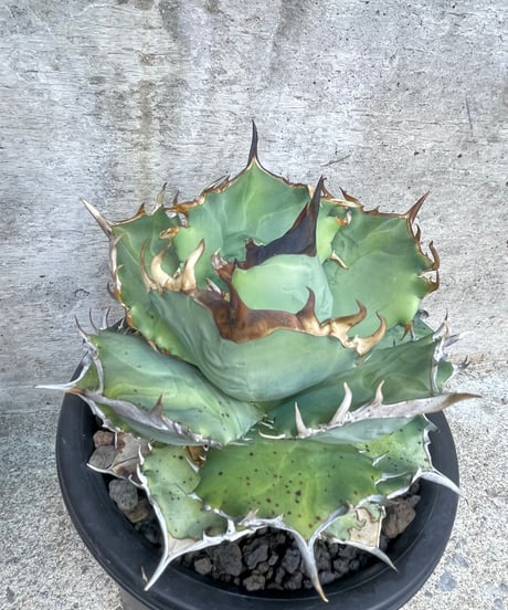 （lize血統）鳳凰　発根済　大株