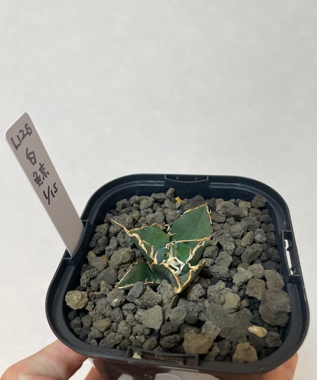 （lize血統）白鯨　発根済　子株