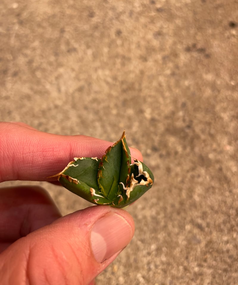 lize血統）流星 ベアルート子株 | plants by frame