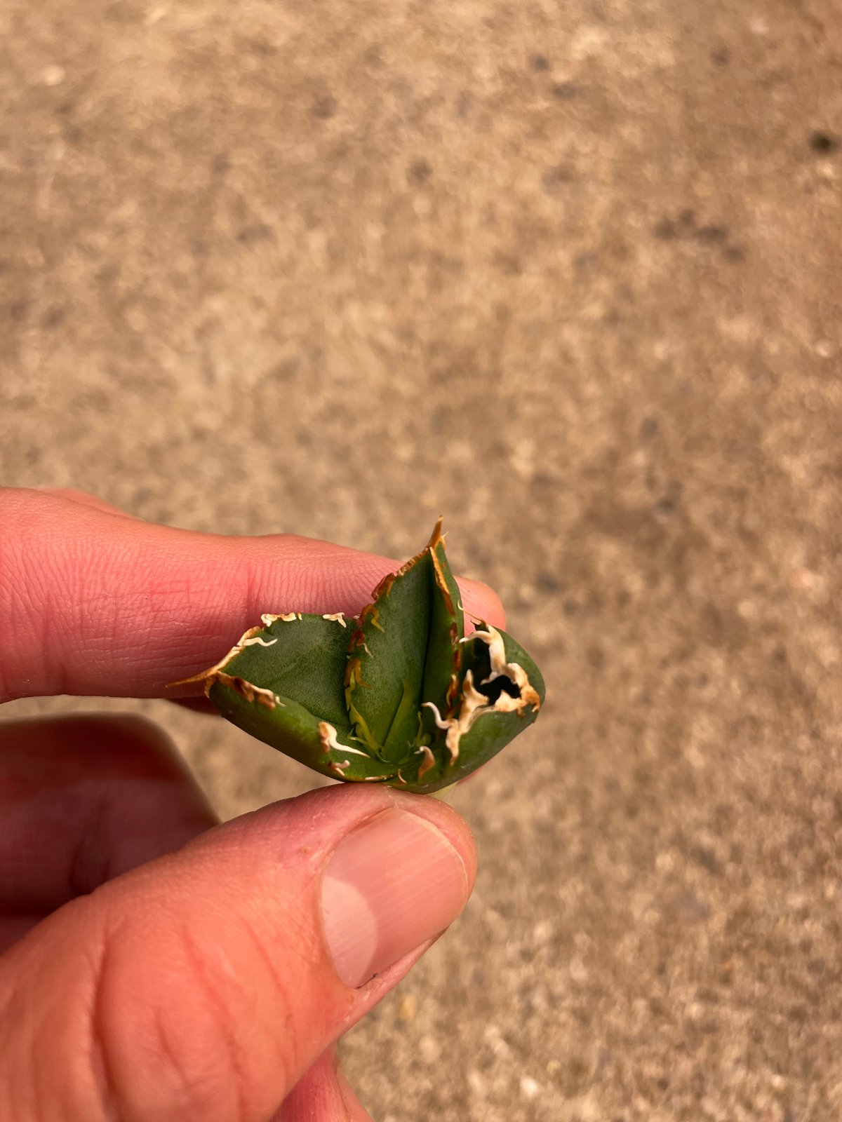 lize血統）流星 ベアルート子株 | plants by frame