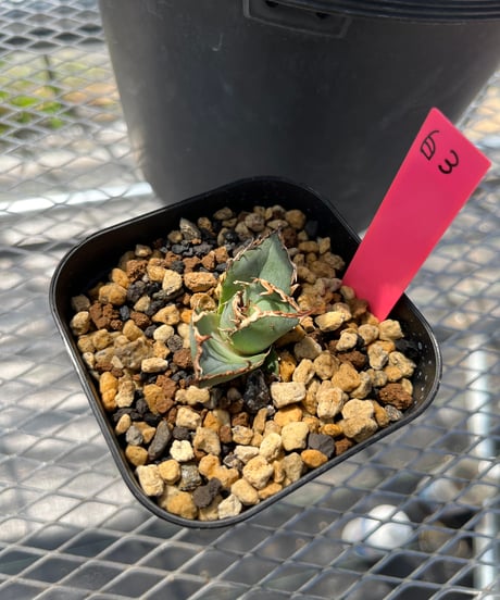 （lize血統）白鯨　発根済　子株（白3）