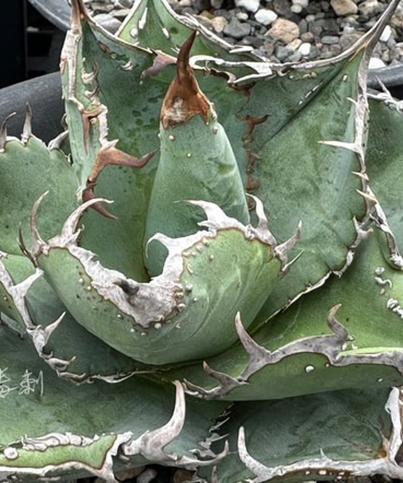 アガベ MS-NB（毒刺） 親株 Yahoo!オークション - 【AGAVE TITANOTA 毒 産ブツブツ強棘