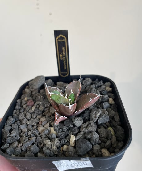（lize血統）鬼爪　発根済　子株