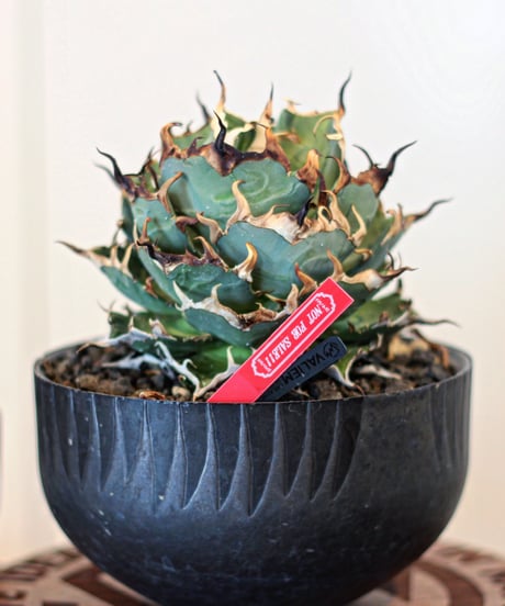 ハデス （発根済）　lize産（血統） CATEGORY ハデス | plants by frame