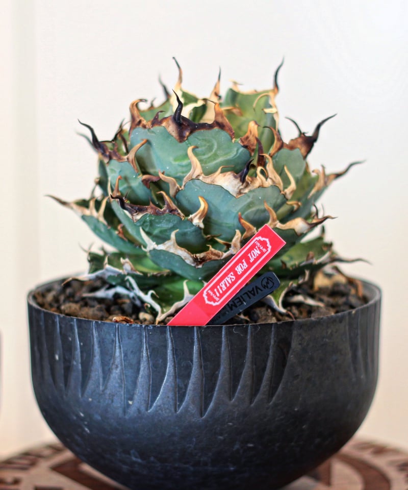 恐龍牙齒 ハデス 子株 lize血統 恐竜牙歯Hades】チタノタハデス 子株