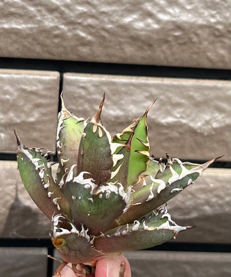 毒刺産　背刺紅猫　未発根