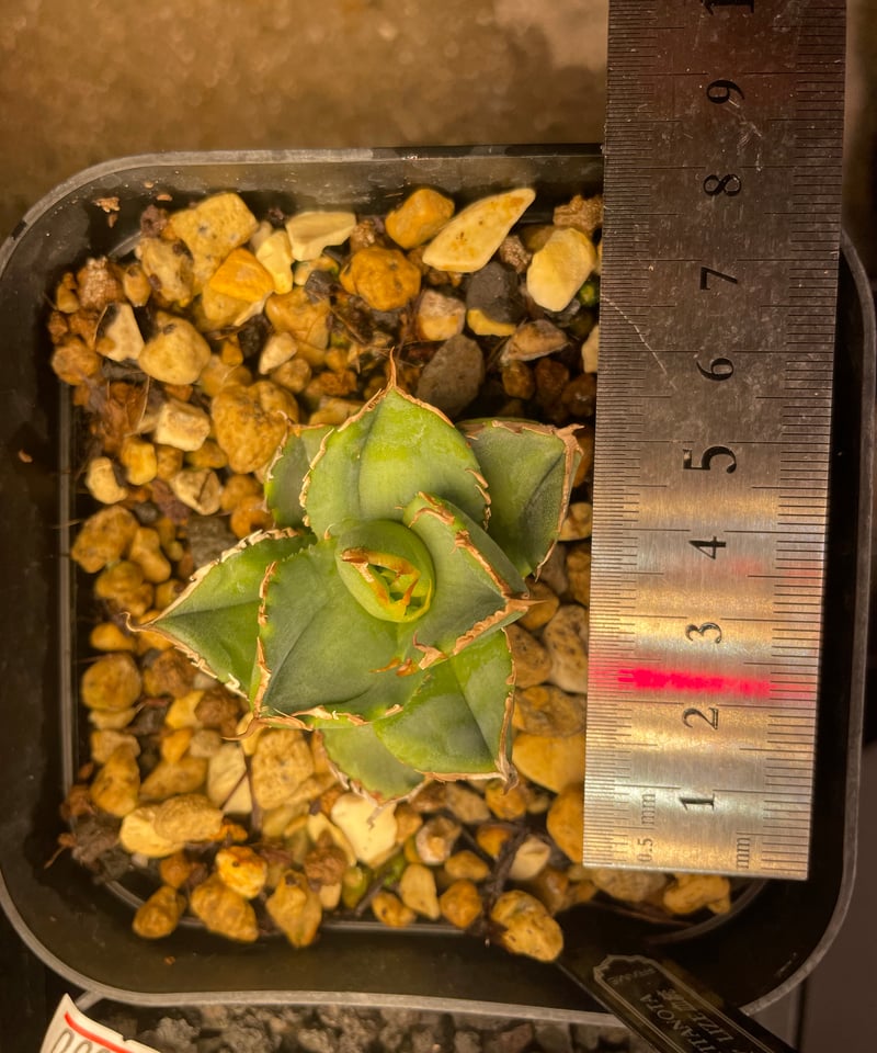 lize血統）清櫻 発根済 | plants by frame