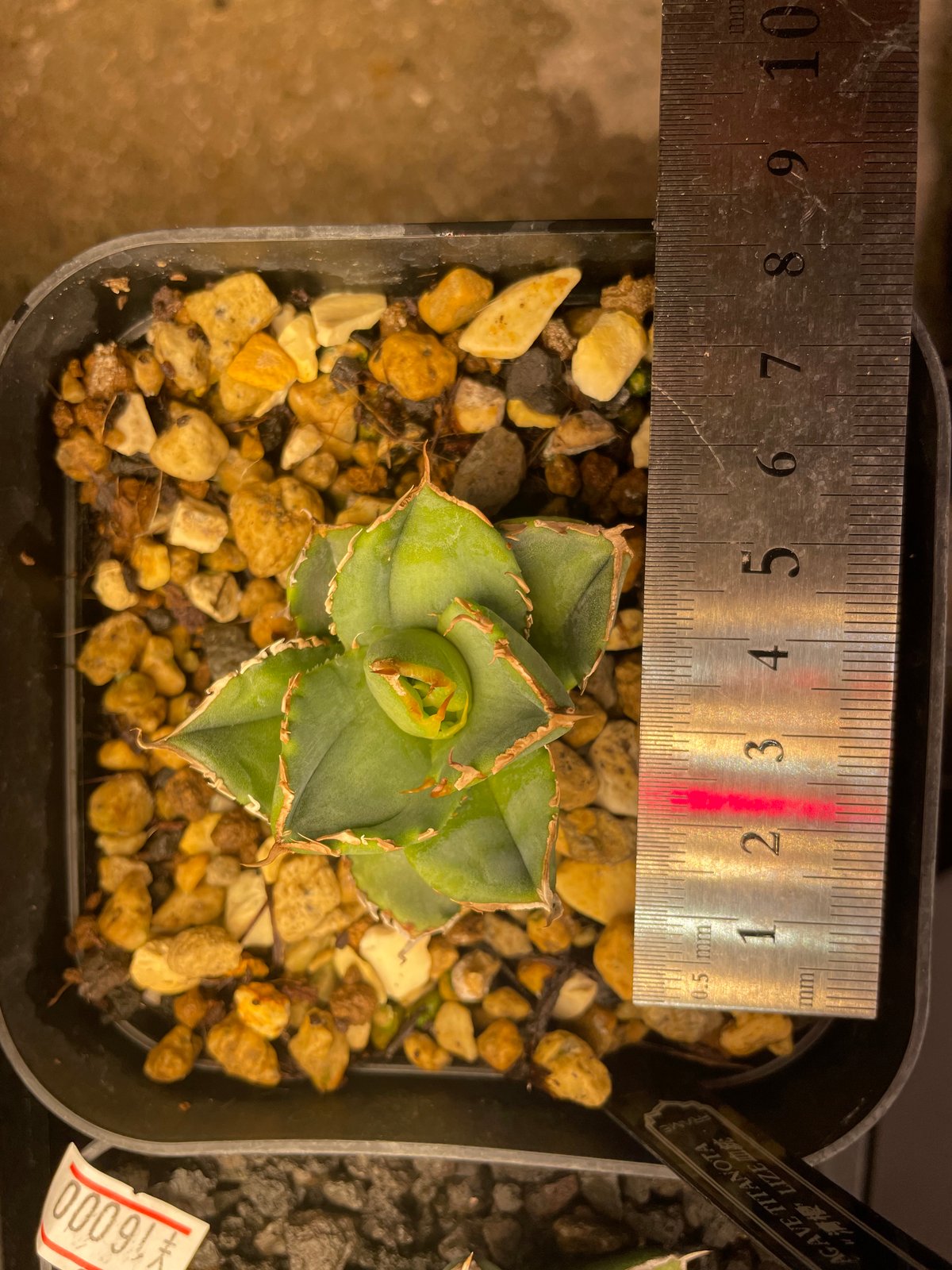 lize血統）清櫻 発根済 | plants by frame