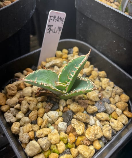 直子　穿山甲　発根済