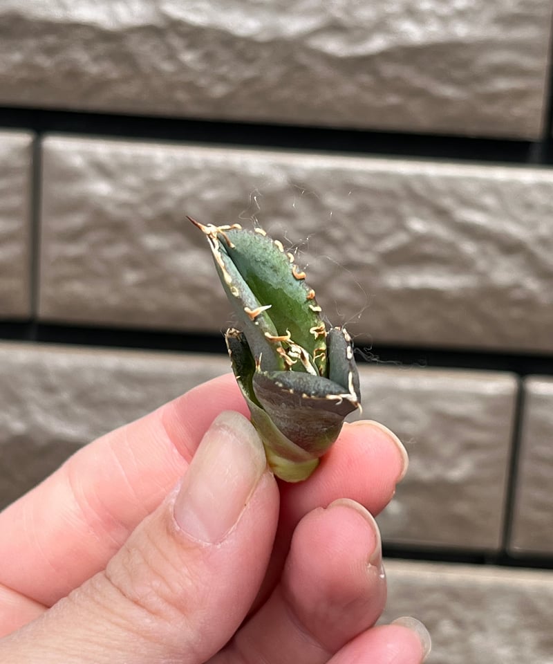 Lize血統　大白鯊　発根済み子株 Agave Titanota 大白鯊(Lize血統)の子株① 未発根 | AgaveLives