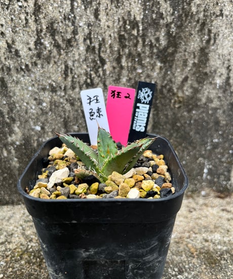 狂鯨　発根済　小株