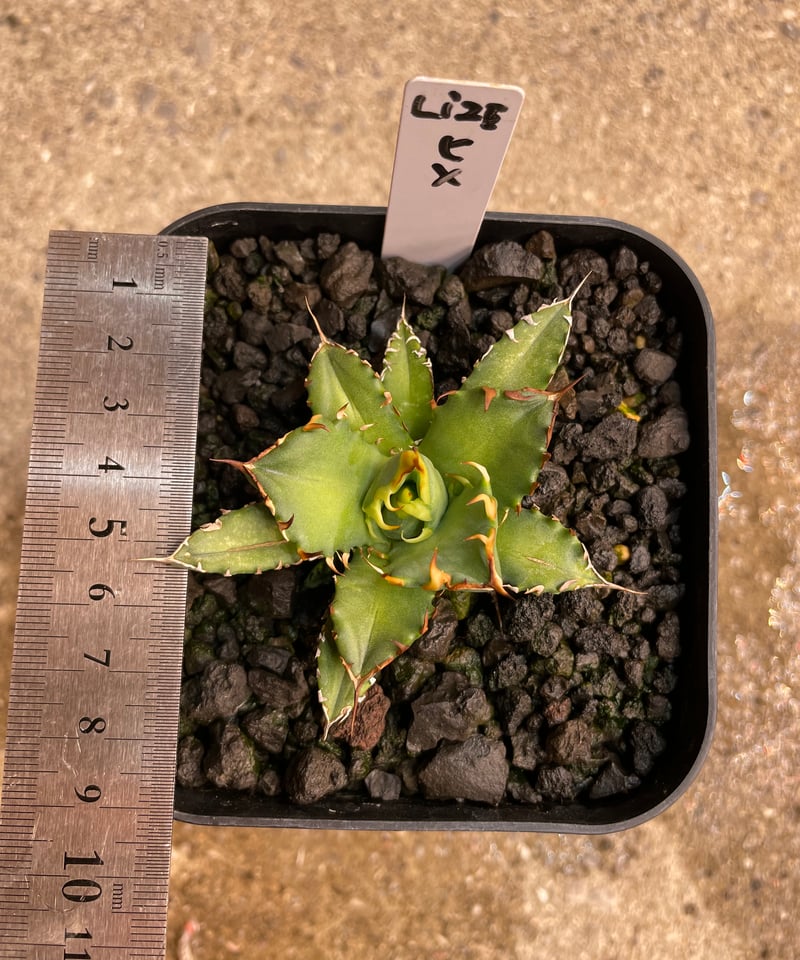 Lize血統　麻花龍　子株　発根済み！ Lize血統 麻花龍 子株 発根済み！ Lize血統 麻花龍 子株 発根済み