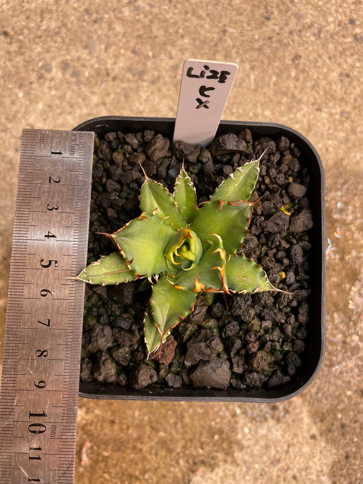 lize血統）姫厳龍 発根済 小株 | plants by frame