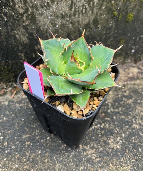 HADES /恐竜牙齒　発根済み　小株