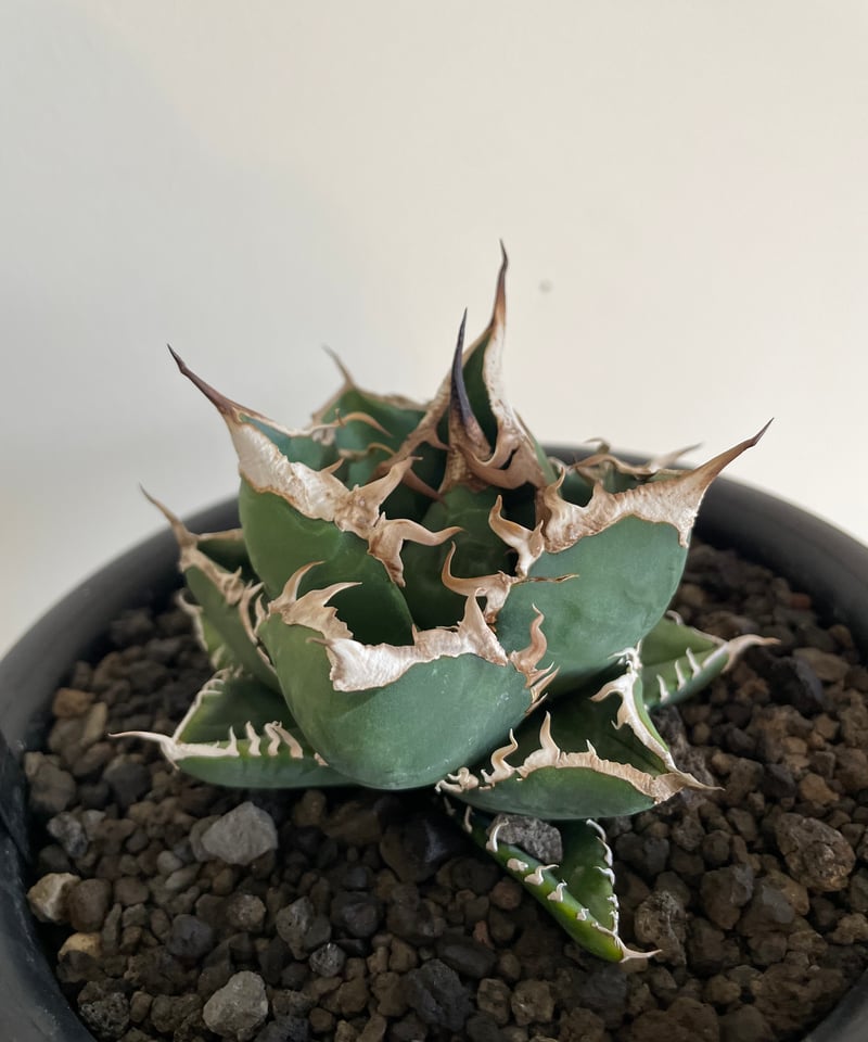 SAD/南アフリカダイヤモンド 発根済 中株 | plants by frame SAD/南アフリカダイヤモンド 発根済 中株 | plants by frame