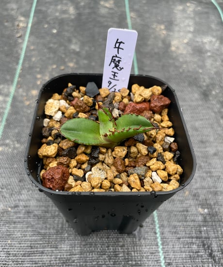 （lize血統）牛魔王　直子　発根済子株