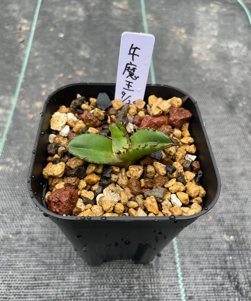 lize血統）牛魔王 直子 発根済子株 | plants by frame