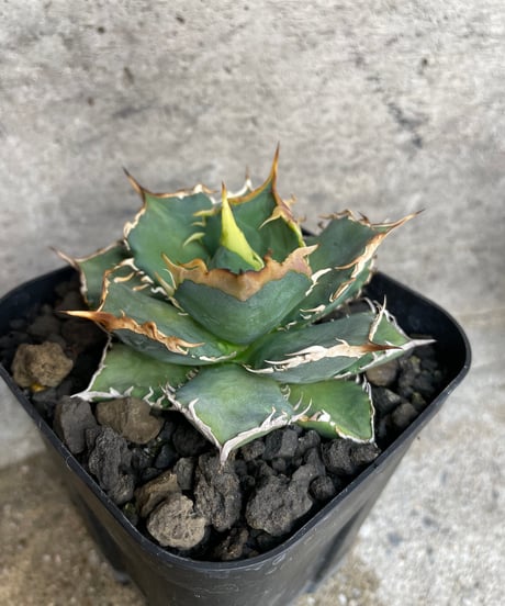 （TONY産）烈焰　発根済　小株大