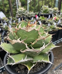 羽毛　発根済　小株（羽1）