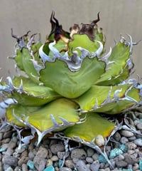 （TONY産）filigree/圓葉拇指　発根済