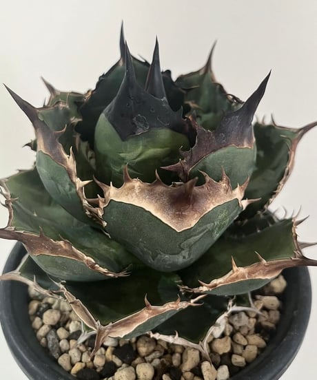 ビースト　産　子株 CATEGORY 厳選子株 | plants by frame