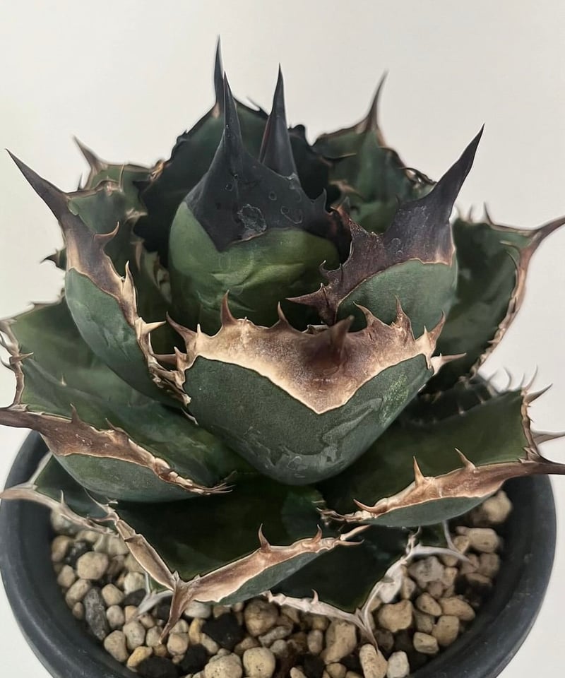 緑犀牛 OC子株② 緑犀牛 OC子株② CATEGORY Plants (植物) | Agave & Caudex Port Eden