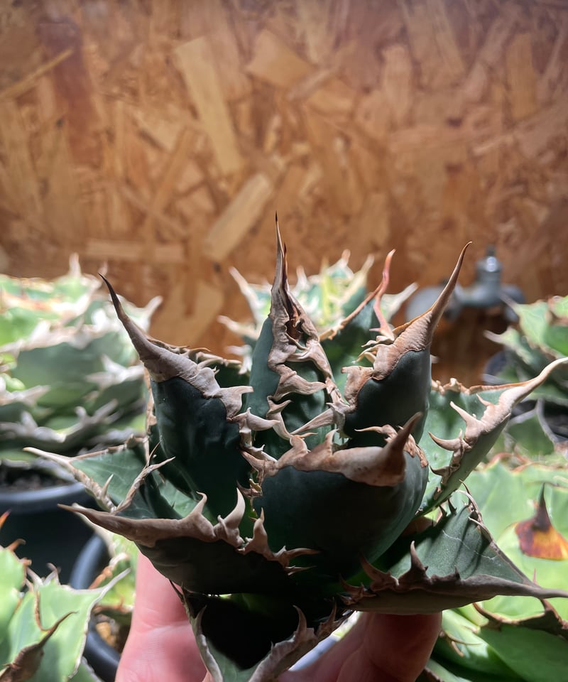 未発根)海王 子株 | plants by frame 未発根)海王 子株 | plants by frame
