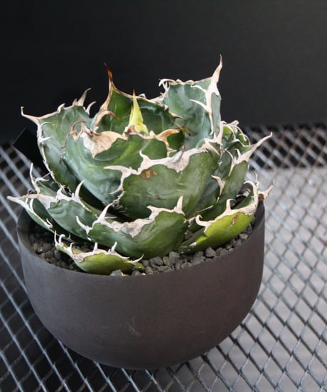 valiem植栽 白鯨　 Lsize