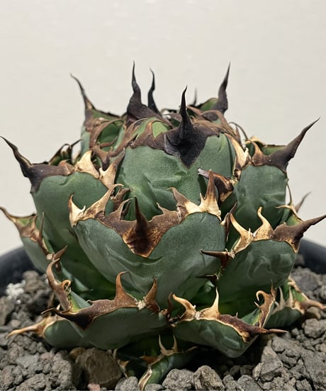 CATEGORY 厳選小株 | plants by frame