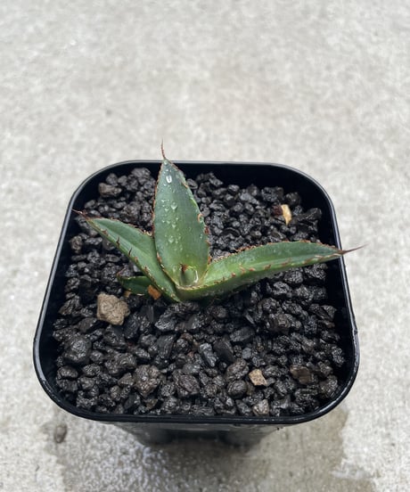 羽毛　発根済　子株