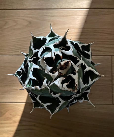 （lize血統）白鯨　発根済　子株（白3）