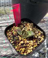 Berlin血統）毒蛇 発根済 | plants by frame