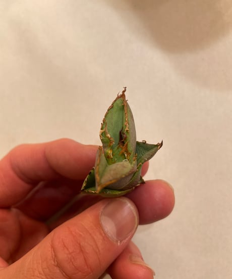 （毒刺産）WV 子株
